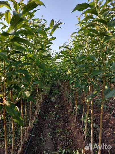 Слива То Че Сан