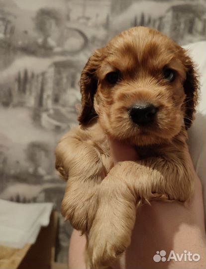 Щеночек английского кокер-спаниеля