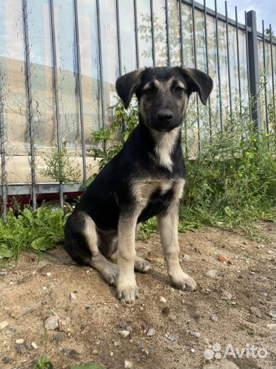 Восточноевропейская овчарка метис