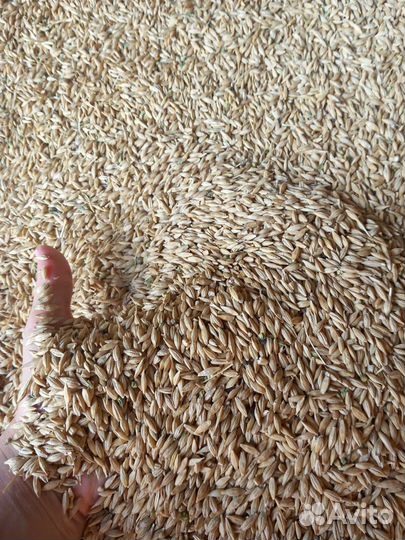 Зерно ячмень