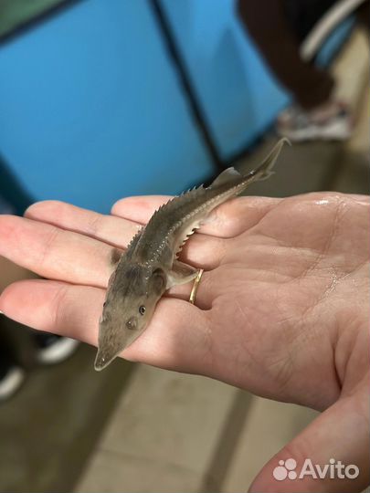 Рыба для аквариума и для пруда