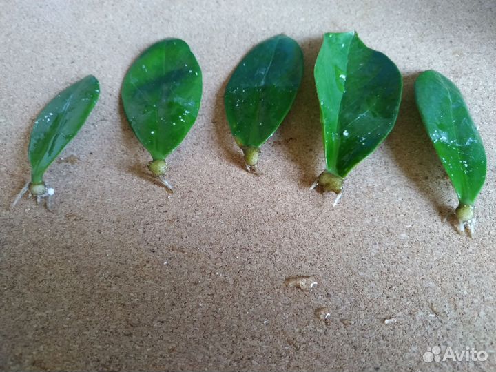 Замиокулькас