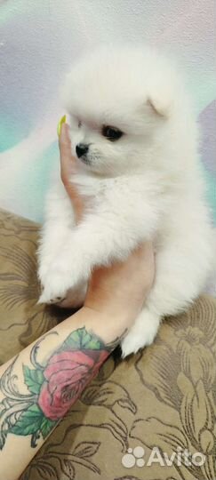 Шпиц девочки