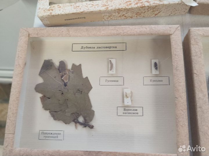 Наглядные пособия СССР насекомые -вредители