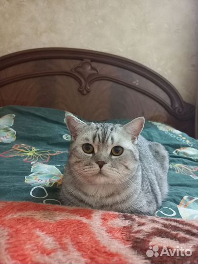 Шотландский кот вязка