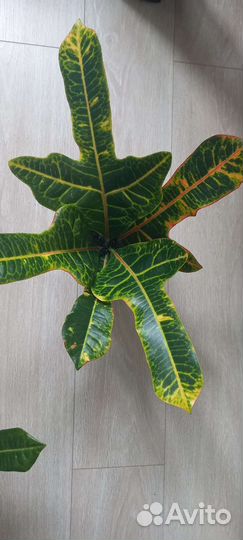 Кодиум кротон и глоксинья