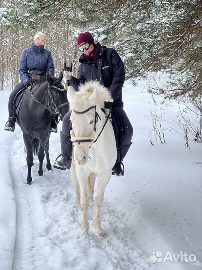 Прокат лошадей