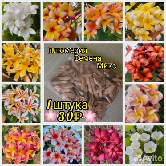 Плюмерия семена микс