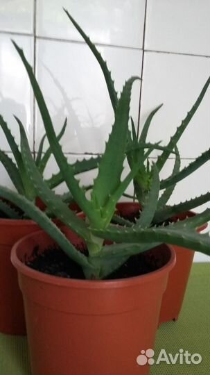 Алоэ древовидное (столетник)