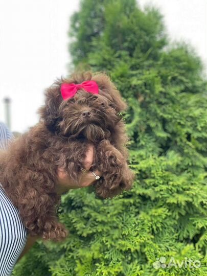 Микро мальтипу