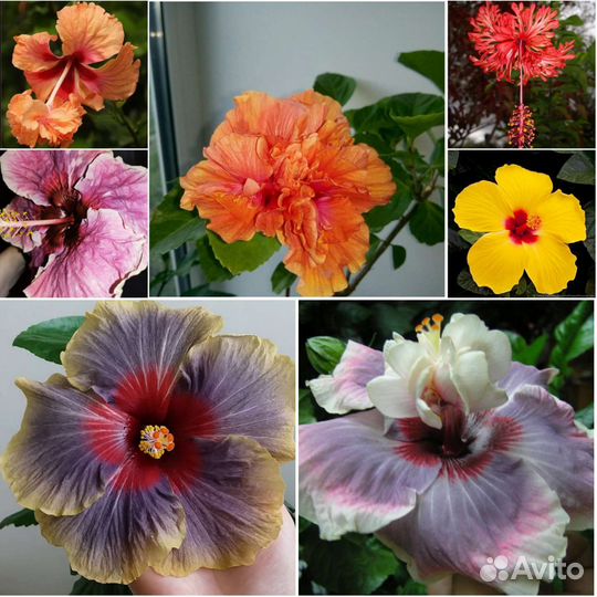 Гибискусы разных сортов