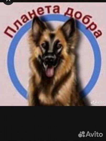 Корм для собак