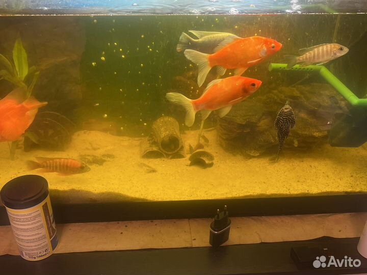 Аквариум с рыбами