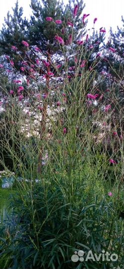 Кровохлебка гигантская