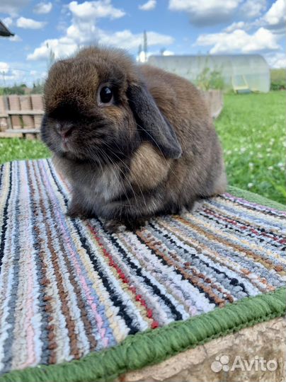 Минилоп тюрингенская самочка