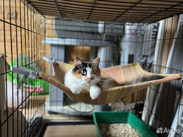 Я очень хочу домой