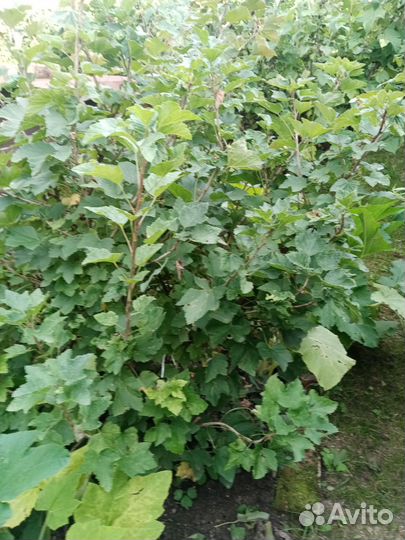 Белая смородина куст