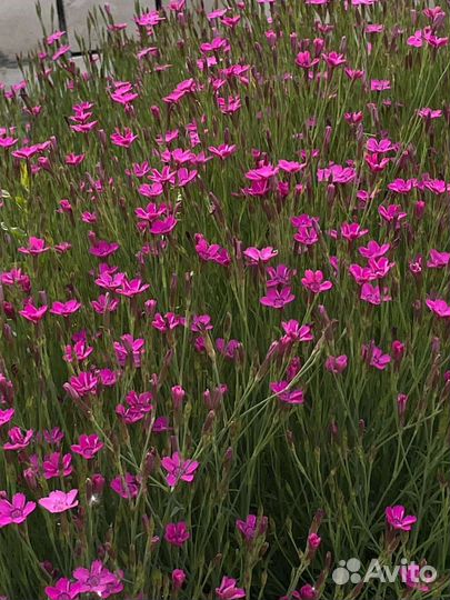 Гвоздика травянка-почвопокровник, многолетник