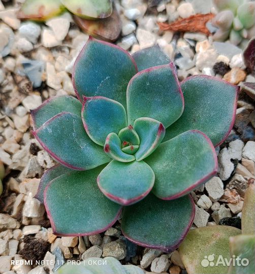 Суккуленты