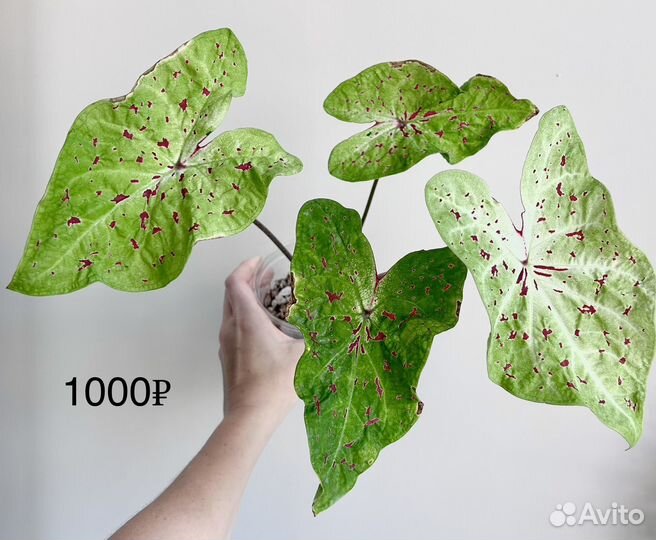 Каладиум Мисс Маффет