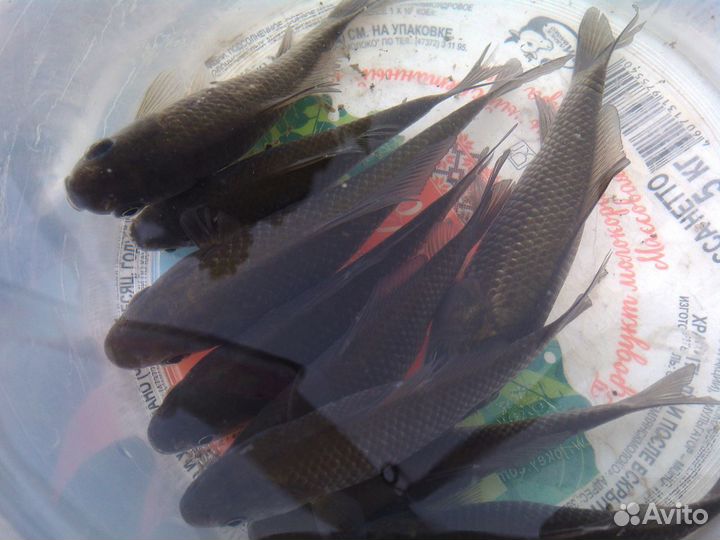 Пескарь Карась Живец