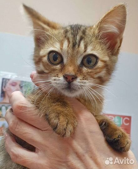 Котёнок девочка