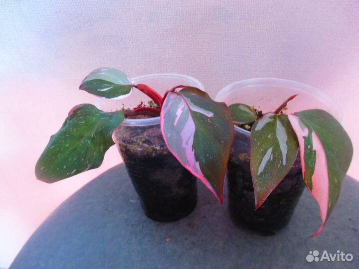 Филодендроны сортовые