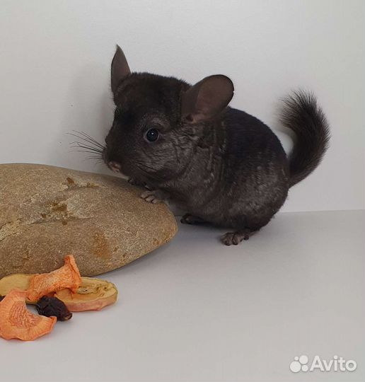 Шиншилленок девочка эбони средний (2 мес)