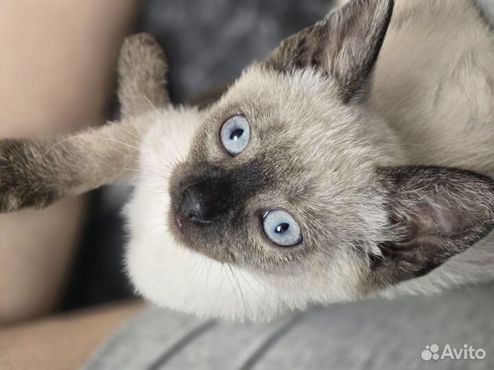 Отдам в добрые руки котенка