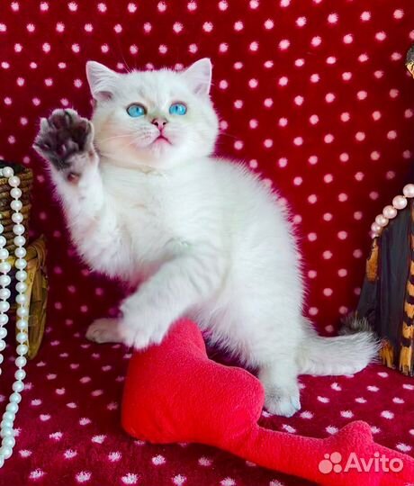 Роскошная синеглазая красотка)