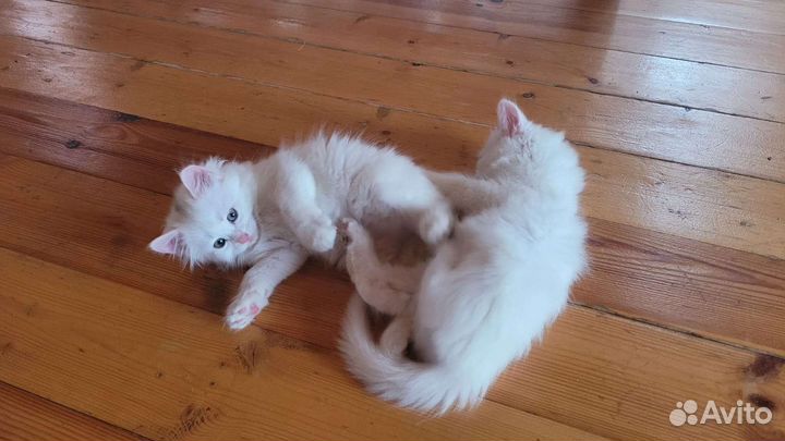 Роскошный белый котенок