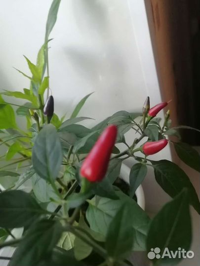 Семена острых перцев. Набор 5 сортов по 10 семян