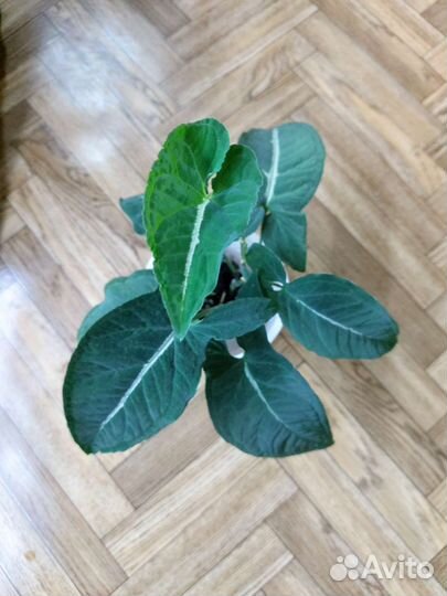 Комнатные растения цветы