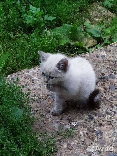 Кошка в дар
