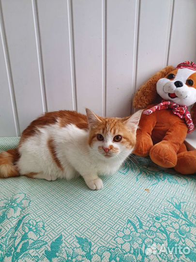 Кошка в дар бесплатно