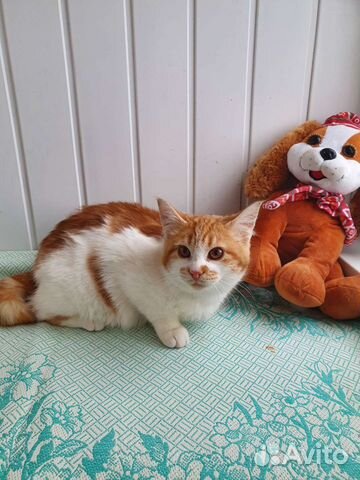 Кошка в дар бесплатно