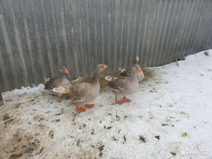 Гуси Холмогорские и бойцовые