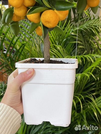 Мандариновое дерево Н50