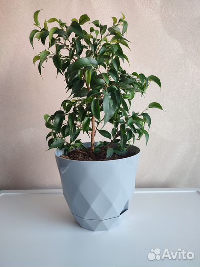 Фикус бенджамина