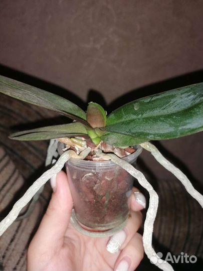 Орхидея мини