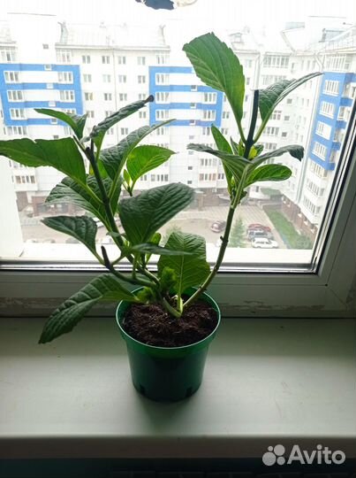Гортензия крупнолистная (Hydrangea macrophylla)