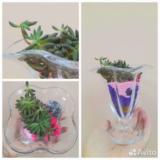 Продам цветы комнатные