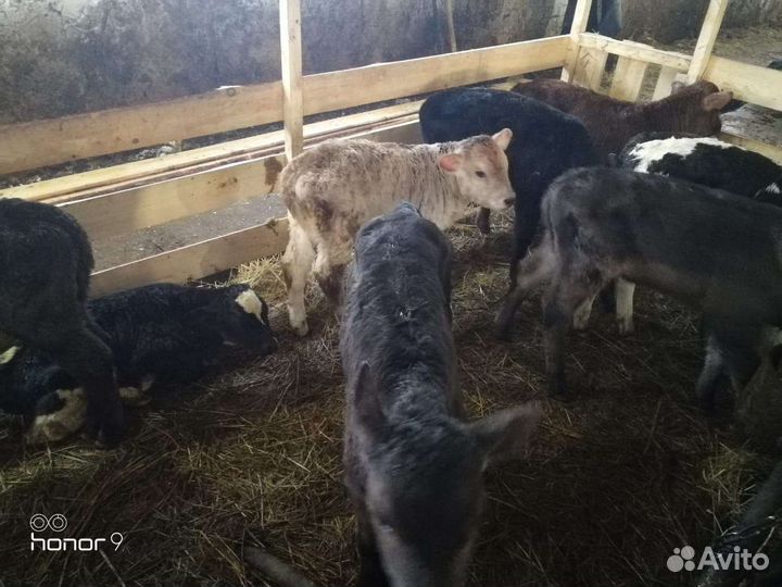 Бычки на откорм