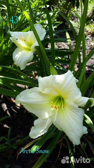 Лилейники. Домашняя коллекция