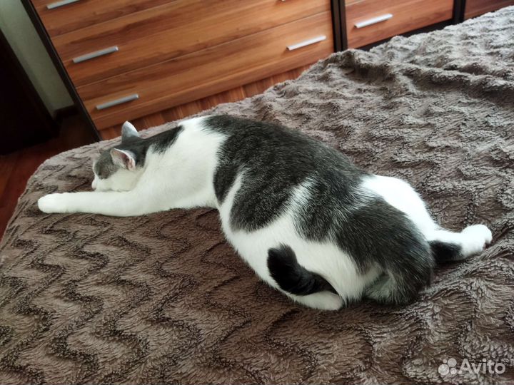 Котик в добрые руки