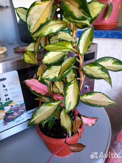 Хойя media picta,walliniana