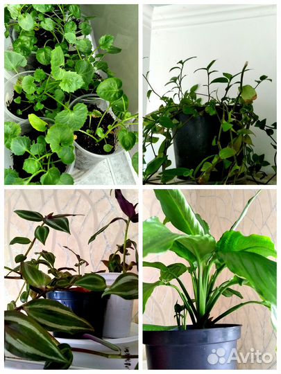 Комнатные цветы