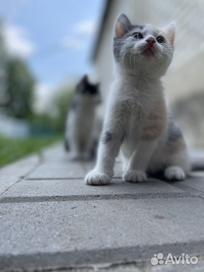 Кошка в дар