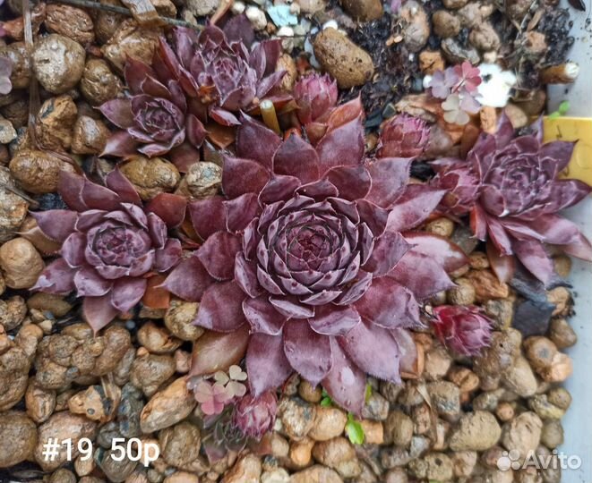 Молодило (каменная роза), горноколосник ч. 3