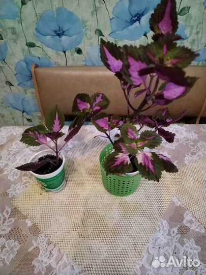 Комнатные цветы